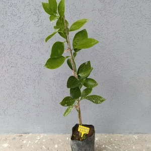 Voćna sadnica pomorandže