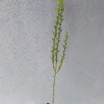 sadnica sibirski limun