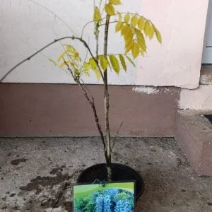 sadnica Visterija plava kiša