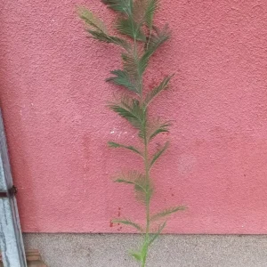 sadnica žuta mimoza