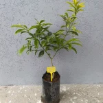 Voćna sadnica fortunela