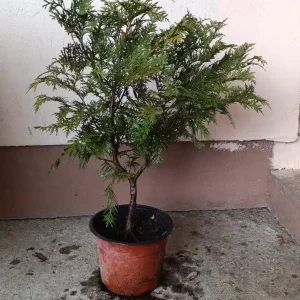 ukrasna sadnica tuja globoza