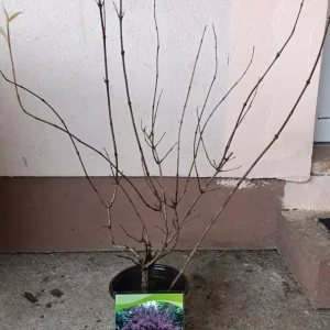 vajgela 3 godine stara