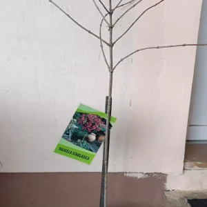 sadnica vajgela stablašica