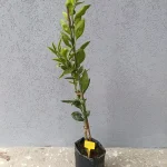 voćna sadnica grejpfrut