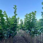 Kako iskoristiti slobodnu parcelu bez velikog ulaganja i iskustva