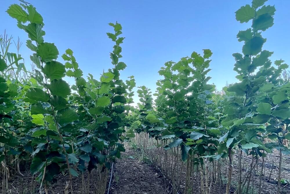 sadnica lešnika Enis